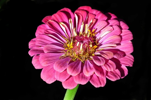 Zinnia - Lööra lilled Zinnia - Lööra lilled