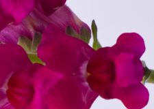 Lõvilõug1 - Lööra lilled Lõvilõug1 - Lööra lilled