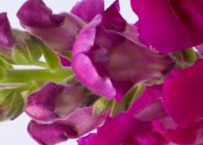 Lõvilõug2 - Lööra lilled Lõvilõug2 - Lööra lilled