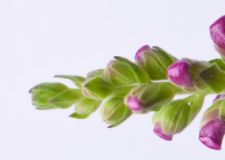 Lõvilõug3 - Lööra lilled Lõvilõug3 - Lööra lilled