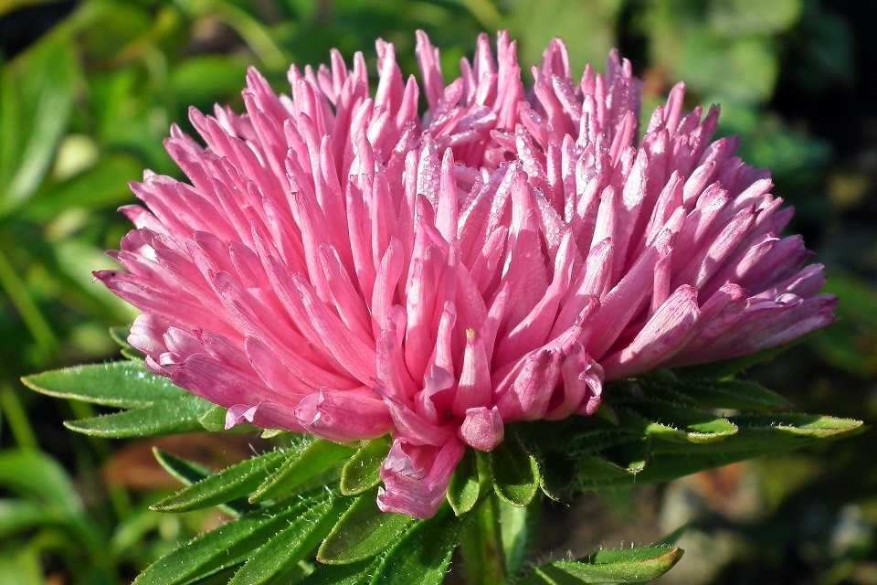 Aster - Lööra lilled