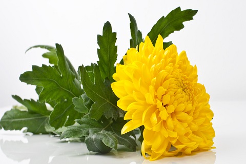 Krüsanteem - Lööra lilled