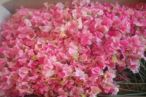 Lillehernes - Lööra lilled