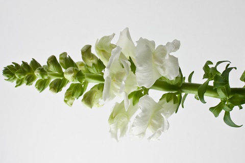 Lõvilõug - Lööra lilled