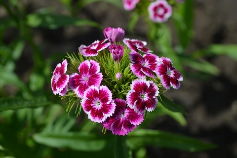 Talinelk - Lööra lilled