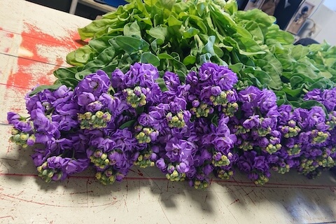 Levkoi - Lööra lilled