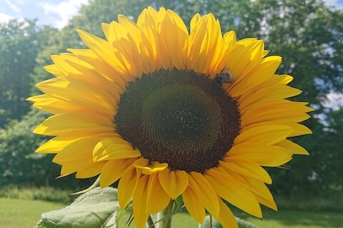 Päevalill - Lööra lilled